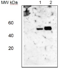 AtpA | Alpha subunit of ATP synthase, chloroplastic (plant) in the group Antibodies Plant/Algal / Photosynthesis / ATP synthase at Agrisera AB (Antibodies for research) (AS08 304)